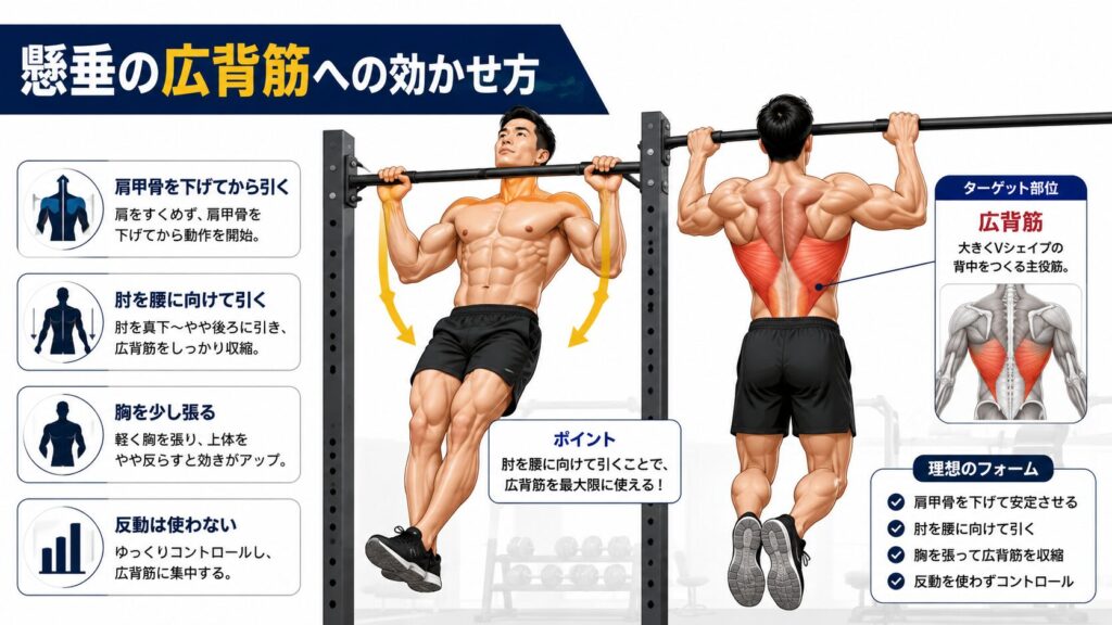 懸垂の広背筋への効かせ方