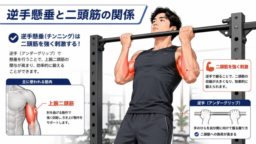 逆手懸垂と二頭筋の関係
